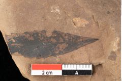 Foto (Detailsansicht) von Quercus palaeoilex Ettingshausen (NHMW-GEO-2024-0188-0850)